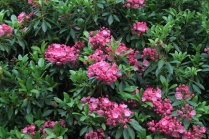 Kalmia latifolia 'Pink Surprise'